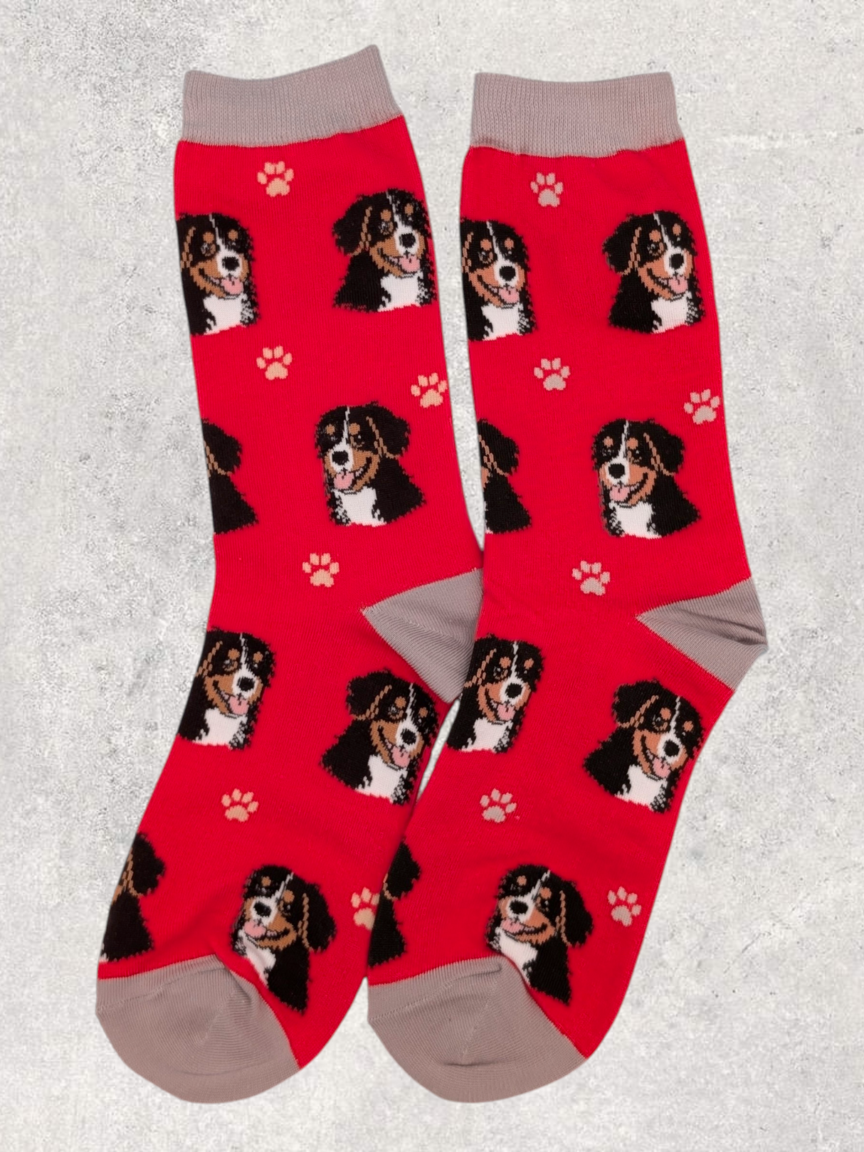 SOCKS - BERNESE MOUNTAIN DOG