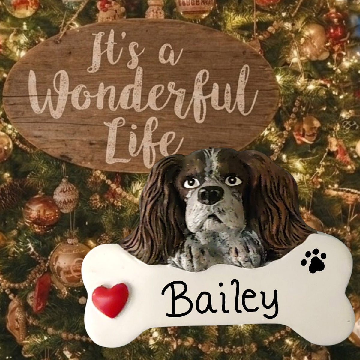 DOGS - CAVALIER KING CHARLES - Bone
