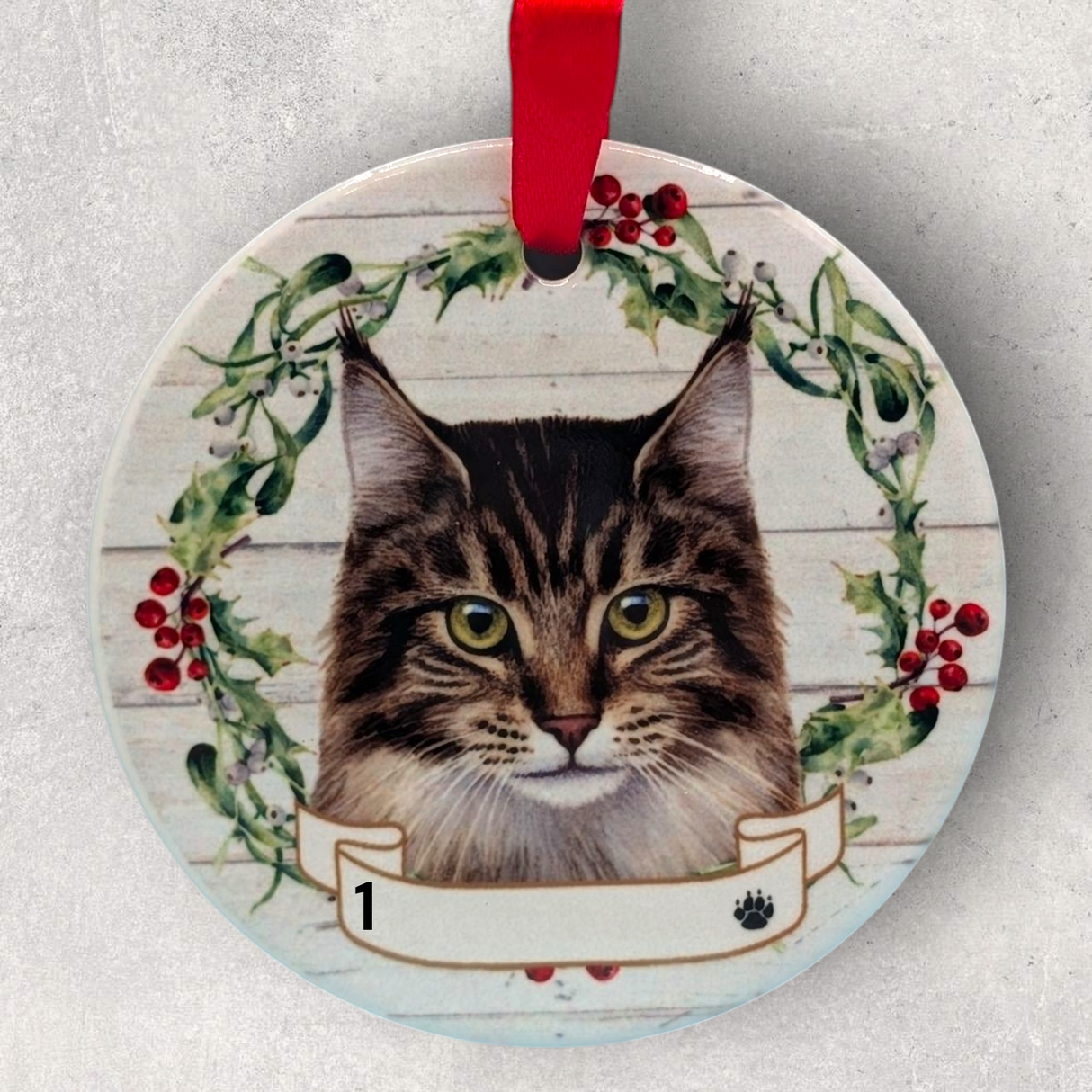 CAT - MAINE COON in Disc