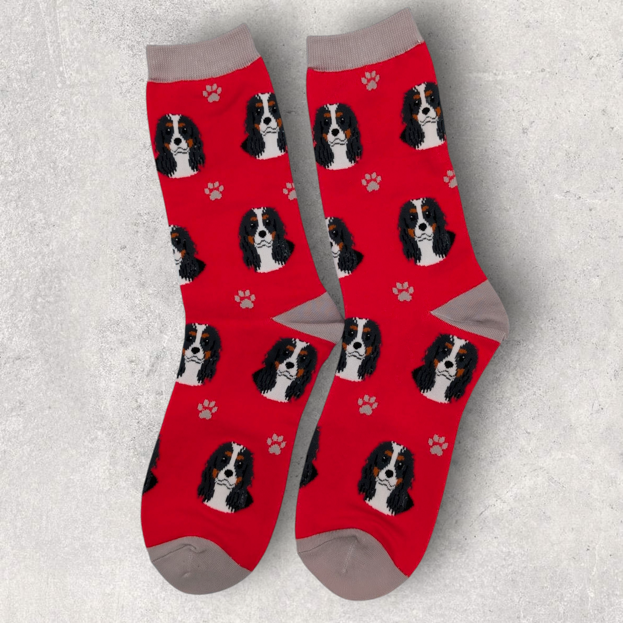 CAVALIER KING CHARLES (TRI-COLOR) - SOCKS
